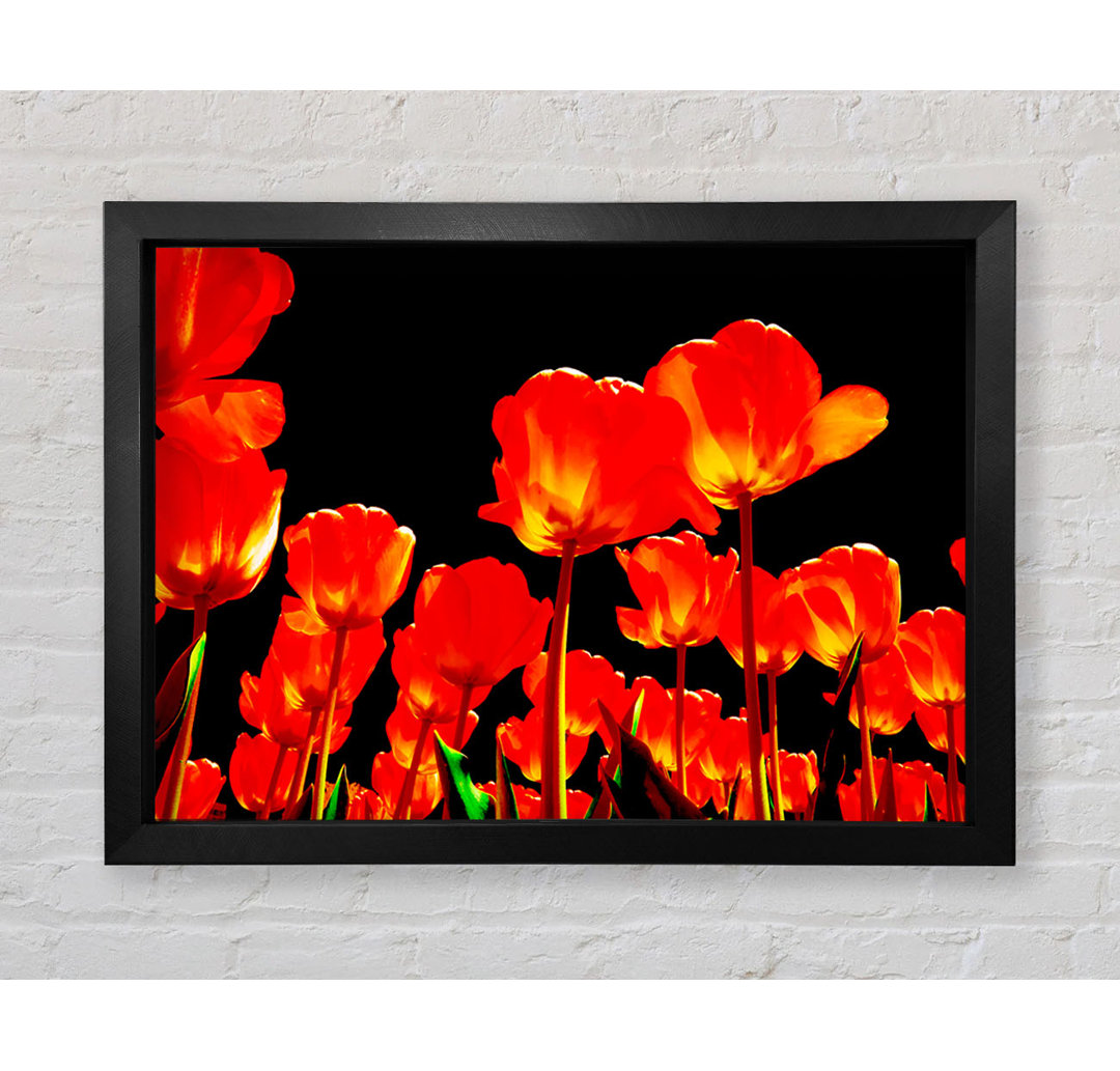 Orange Tulpen Schwarzer Himmel - Einzelne Bilderrahmen Kunstdrucke