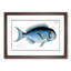 Blue Fish by M.E. Bloch - Framed Print