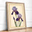 Purple Iris Study Botanical - Framed Print-1468068085-1468068087