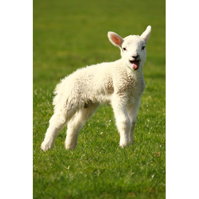 " Bleating Little Lamb "