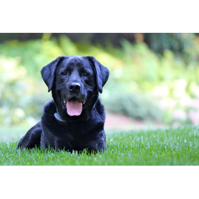 Black Lab - Wrapped Canvas Print