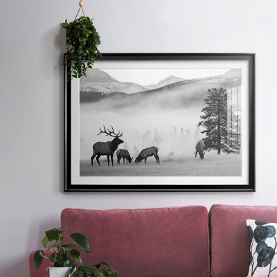 " Mountain Elk "
