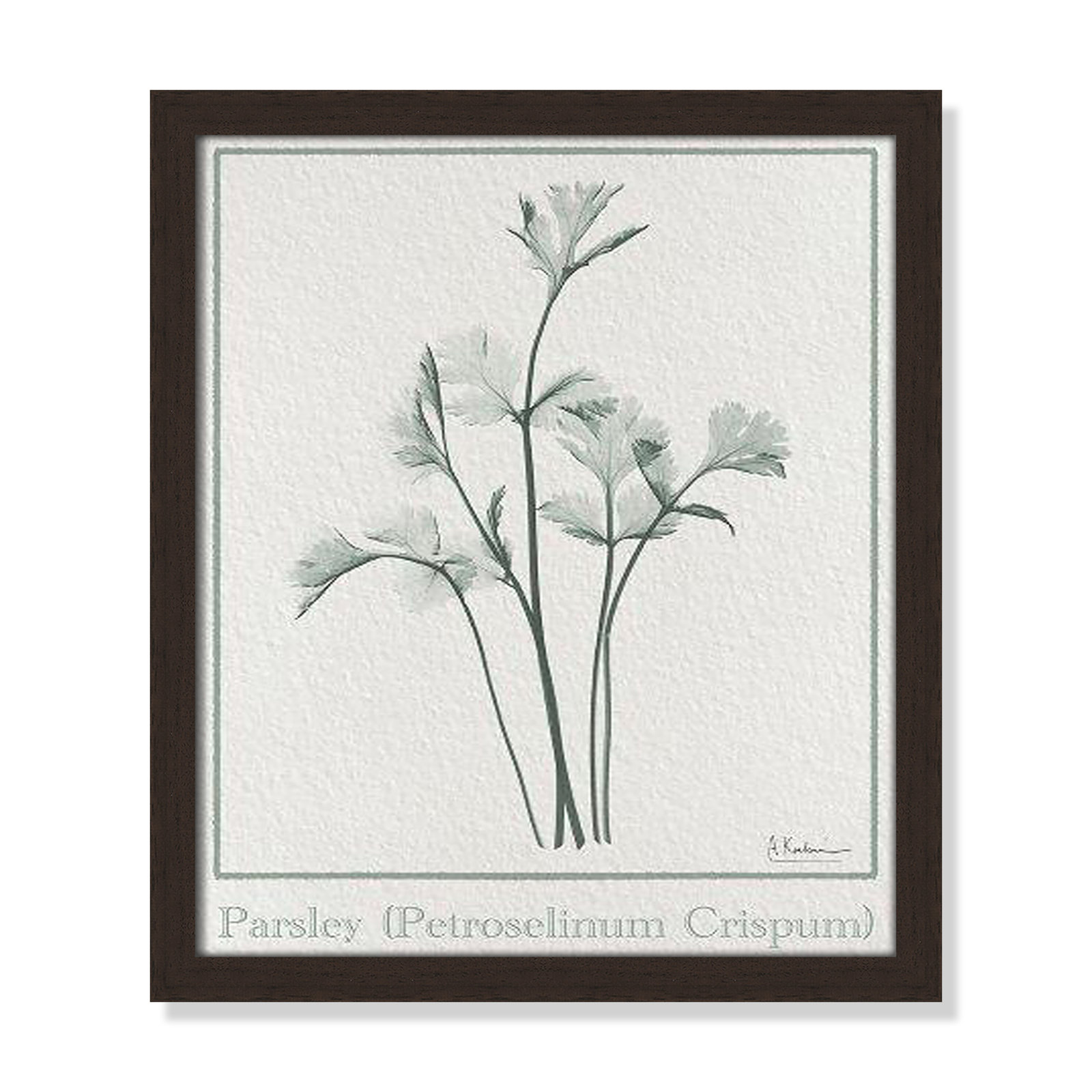 Jeanette "Parsley II" Print by Albert Koetsier, 15" H x 13" W x 1.25" D, Open Grain Walnut Framed Paper