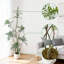 Hévéa artificiel en forme de S de 5 pi avec jardinière blanche, plantes artificielles d'intérieur artificielles, plantes tropicales artificielles, arbre à caoutchouc véritable pour la décoration de bureau à domicile