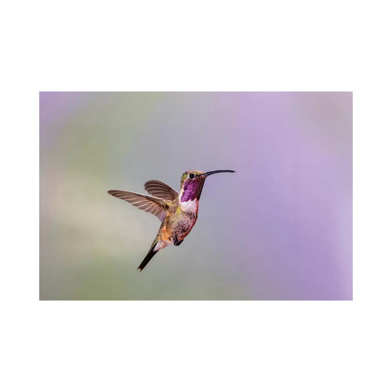 Lucifer Hummingbird (Calothorax Lucifer) Male Hovering. by Larry Ditto - Wrapped Canvas Print, 20.32 cm H x 30.48 cm W