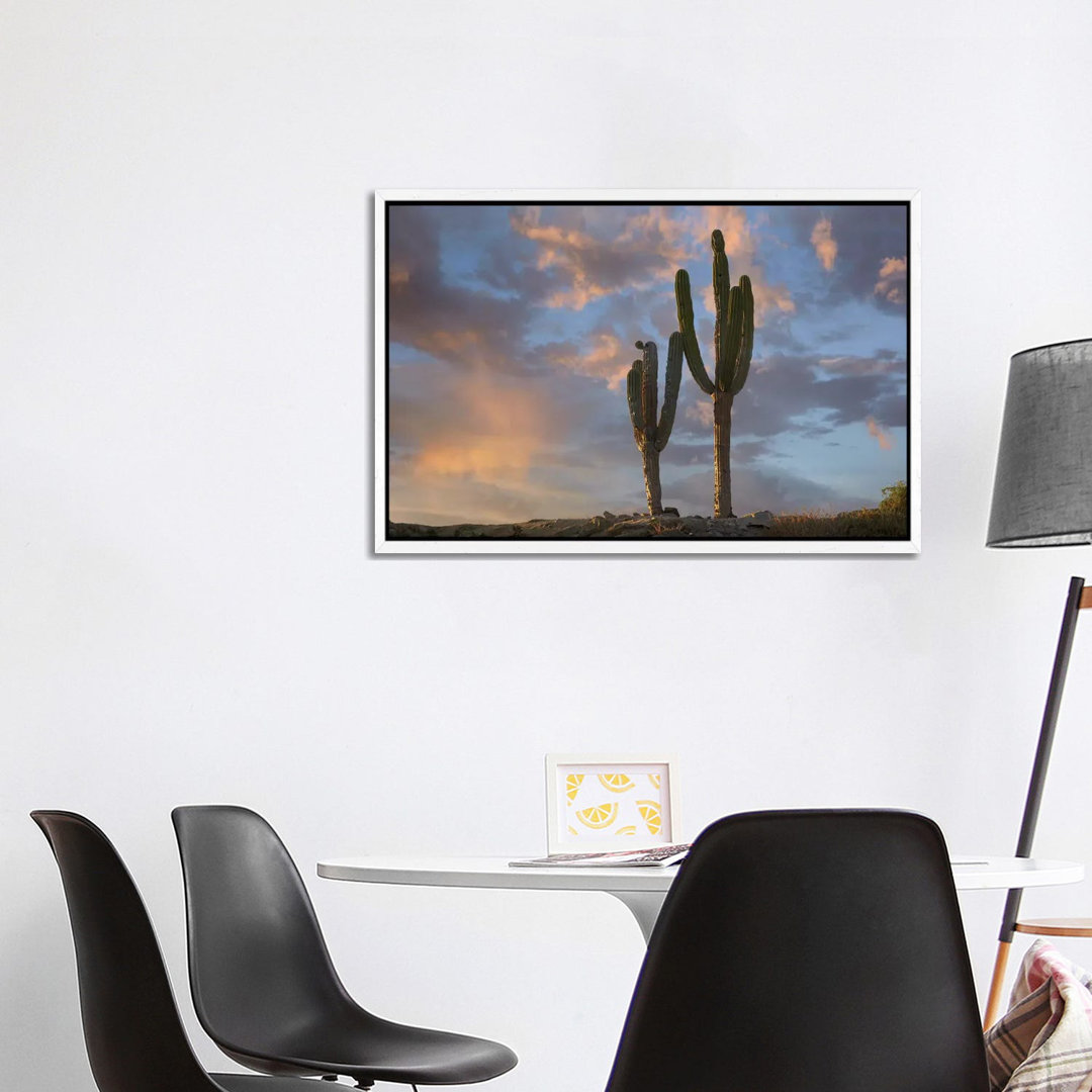 Saguaro Kakteen, Cabo San Lucas, Mexiko von Tim Fitzharris - Galerie-verpackte Leinwand Giclée auf Leinwand