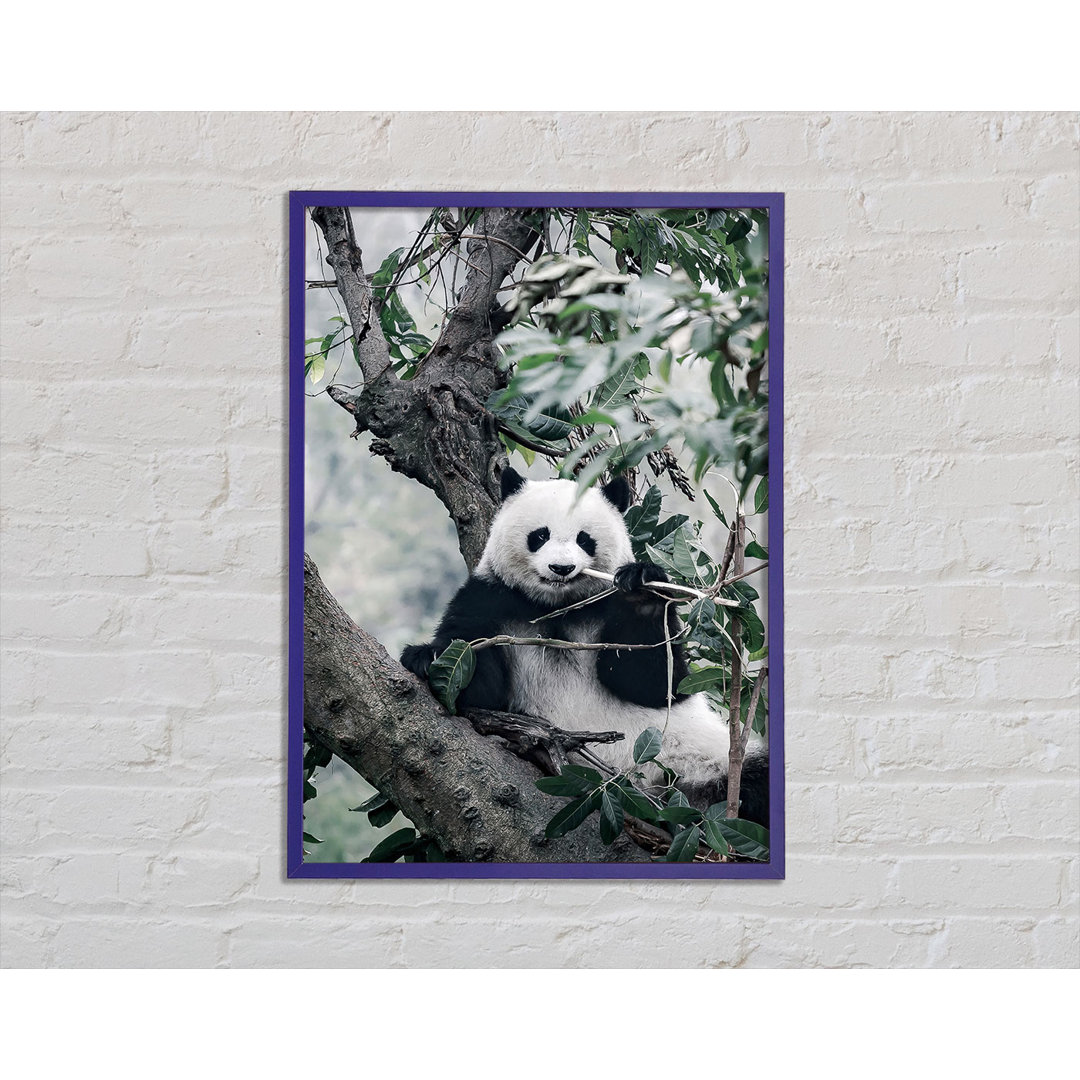 Panda Tree Lover - Einzelner Bilderrahmen Kunstdrucke