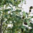 12ft. Giant Artificial Olive Tree
