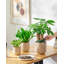 HDHPOT Ceramic Pot Planter-1607730068