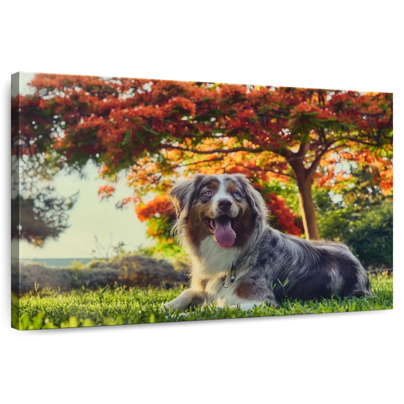 Border collie cerise, H 30 po x l 45 po