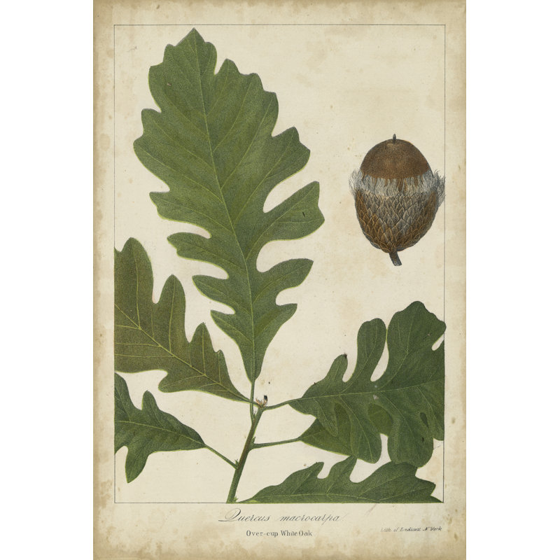 Oak Leaves and Acorns III 1 Piece Wrapped Canvas Wall Art, 30cm H x 20cm W x 3.8cm D