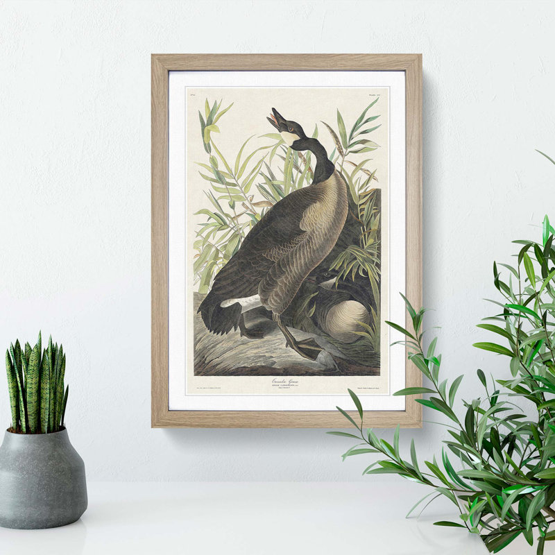 Canada Goose by John Audubon - Framed Print, Oak Framed, 48cm H x 36cm W x 2cm D