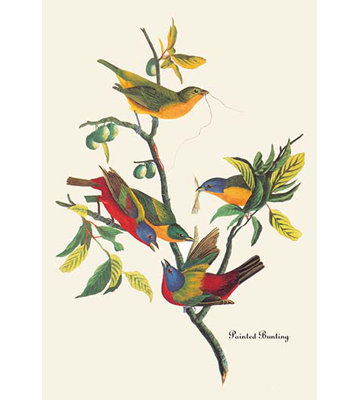 « painted bunting » par john james audubon, reproduction d’art
