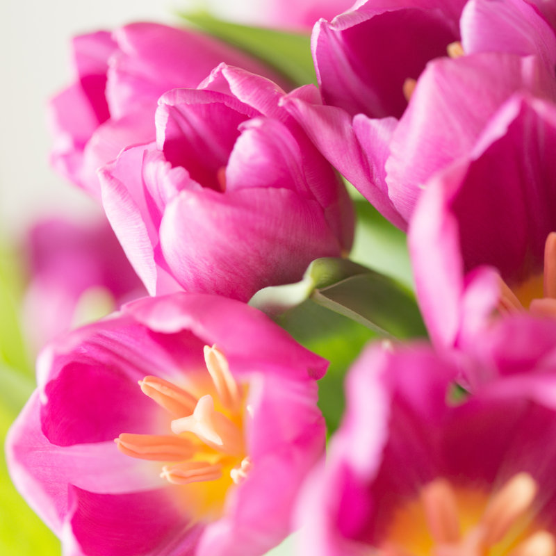 Bouquet Of Tulips - Wrapped Canvas Print