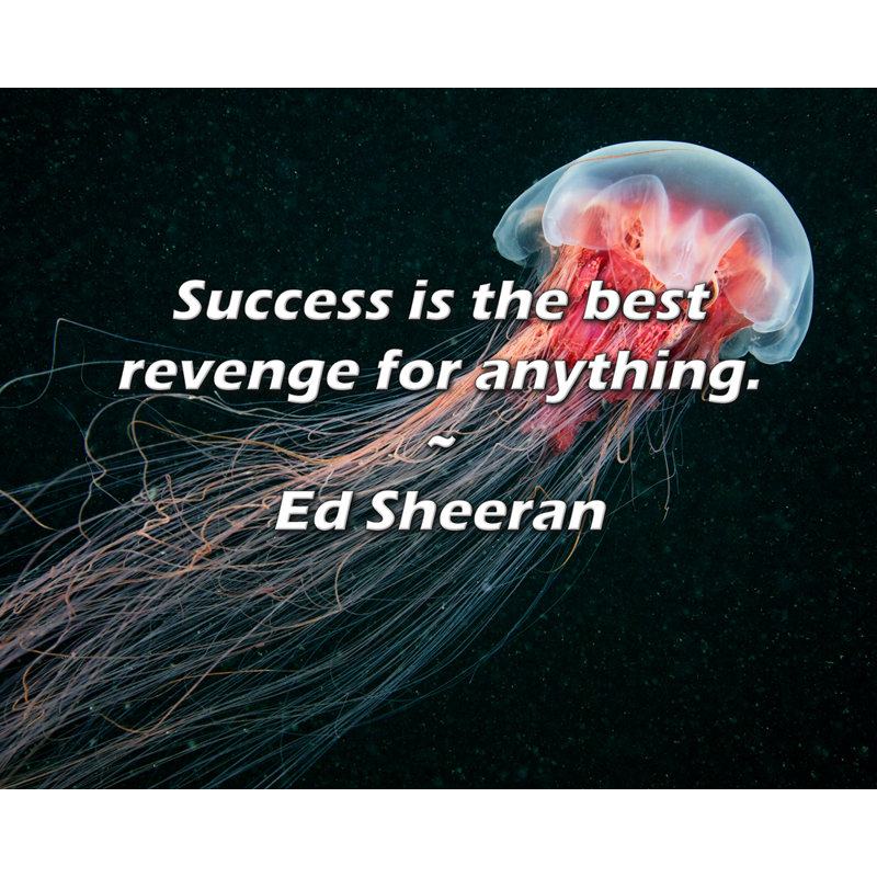 Citation d'Ed Sheeran: Le succès est la meilleure vengeance pour tout., H 20 po x l 24 po