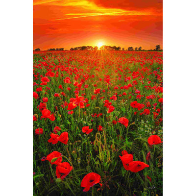 Coquelicots au coucher du soleil