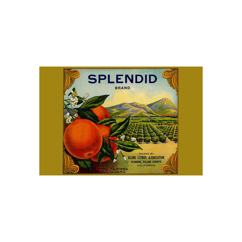 « splendide brand citrus », affiche rétro, H 44 po x l 66 po