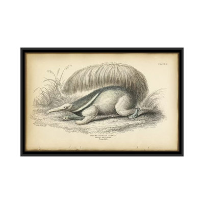 " Great Anteater " by PI Collection