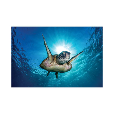 Fins up in the Air 1 Piece Wrapped Canvas Wall Art