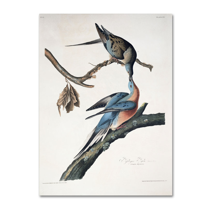 «Passager Pigeon» par John James Audubon, reproduction sur toile, H 47 po x l 35 po x P 2 po