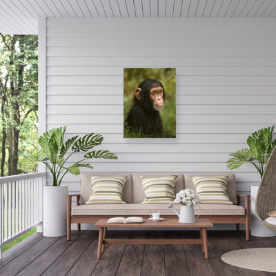 Toile d'extérieur David Stribble Chimp