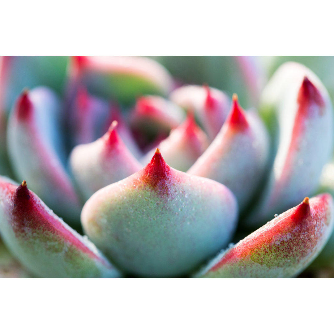 Nahaufnahme von Echeveria Sukkulente Pflanze von Hudiemm - Drucken