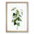 Oak Framed selected