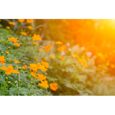 Wild Flowers In Sunrise - Wrapped Canvas Print