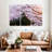 Harnek Blossoming Sakura Tree-107944604