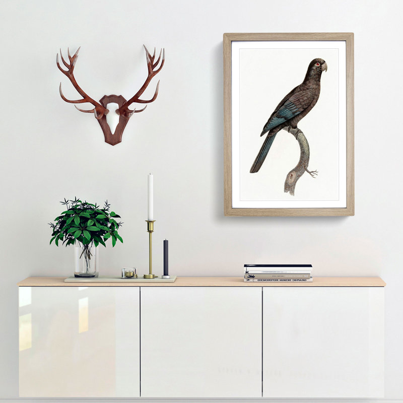 Black Parrot by F. Levaillant - Picture Frame Art Print, Oak Framed, 36cm H x 27cm W x 2cm D