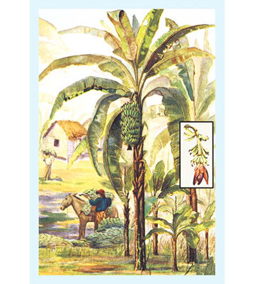 Unframed Print