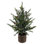 SEASONAL GREENERY TREE S/2 PINE BSKT 2FT
