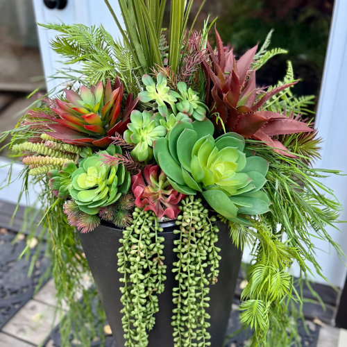 Pots de fleurs rouges succulents
