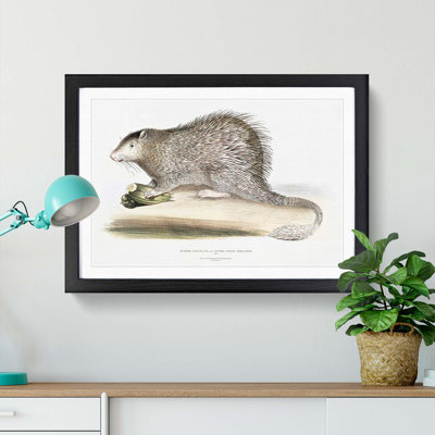 Porcupine Illustration by John Edward Gray - Picture Frame Painting Print