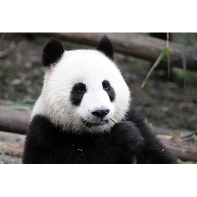 " Giant Panda " by Tmsk