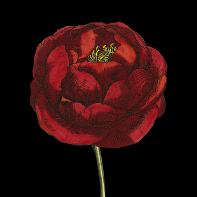 Natural Beauty On Black III by Vision Studio - Wrapped Canvas Art Print