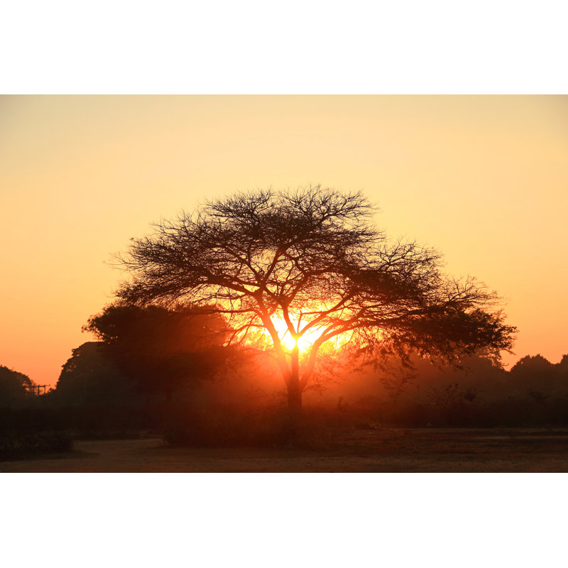Lectra Silhouette Of A Big Tree - Wrapped Canvas Print, 30cm H x 46cm W x 3.8cm D