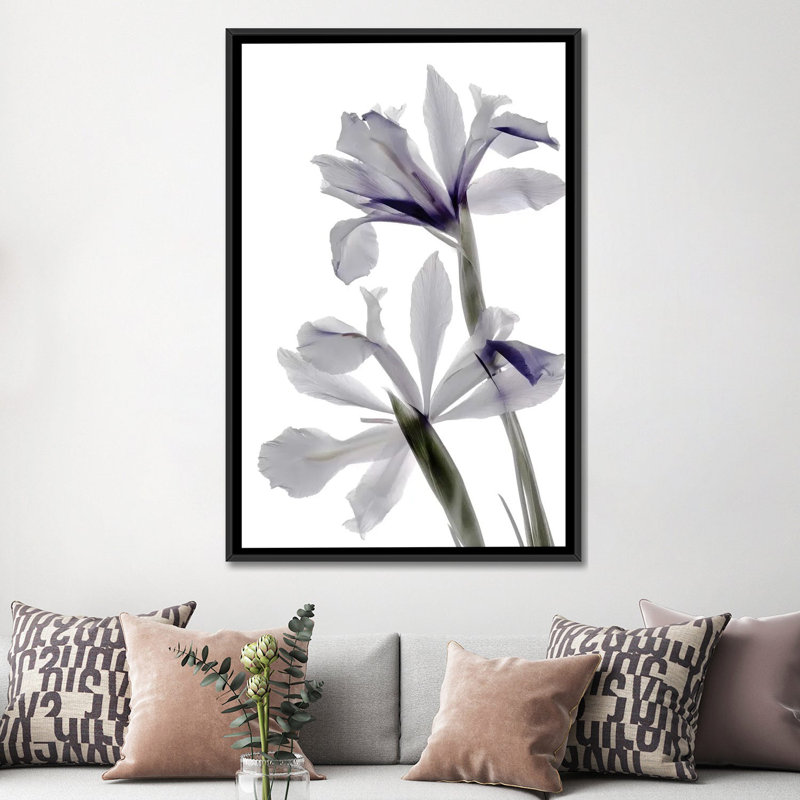 « x-ray iris », reproduction sur toile, H 60 po x l 40po x P 1,5 po, Toile avec cadre noir
