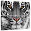 Brampt regardant le tigre-109038511