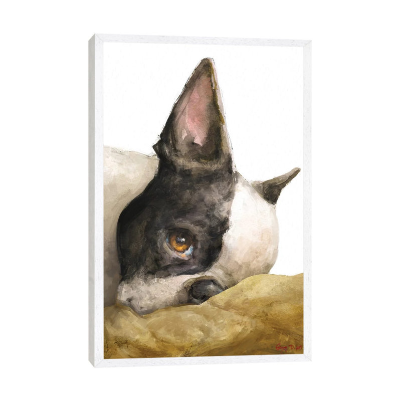 Boston Terrier White Background by George Dyachenko - Painting on Canvas, White Framed, 66.04cm H x 45.72cm W x 3.81cm D