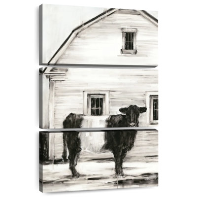Belted Galloway I