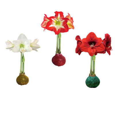 Waxed Amaryllis Mixed Case Glitter Bulbs 23/Case