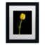 Keona, tulipe jaune sur fond noir, reproduction de photo encadrée 5-19532141-19532140