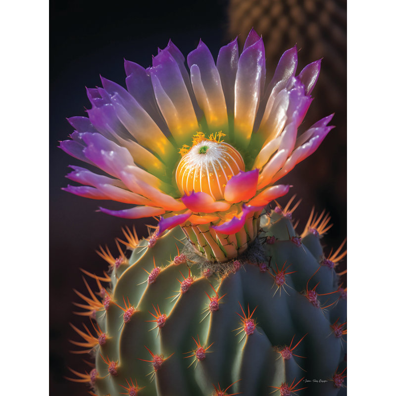 «Cactus Garden III sur toile» par Seven Trees, H 30 po x l 20 po x P 1,25 po
