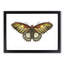 Brown Butterfly by George Shaw - Framed Print-55513318-55513322