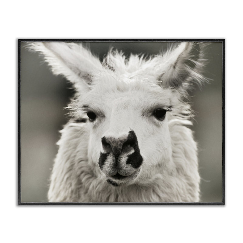 «Llama Gazing Portrait», art de la giclée encadrée par Danita Delimont, Giclée encadrée noir minuit, H 11 po x l 14 po
