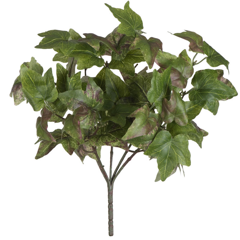Ivy Bush