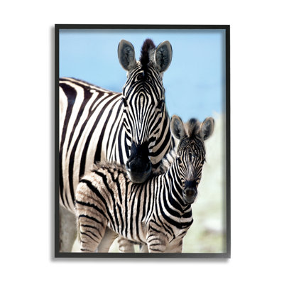 Stupell Industries Uplifting Zebra Family Mother Child Savanna Animals By Danita Delimont - Floater Frame Photograph On In Midnight Black Framed Giclee