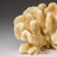 Genuine White Cat's Paw Coral (2 Lbs)