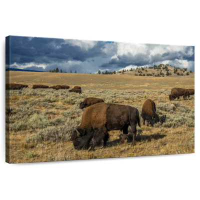 Bison de Yellowstone